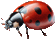 Animated Bug